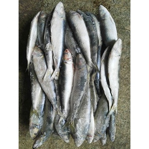 Sardinas Congeladas a Bajo <span class=keywords><strong>Precio</strong></span>, 6-7/9-10 Piezas/<span class=keywords><strong>kg</strong></span>, Venta al Por Mayor - Product Image 2
