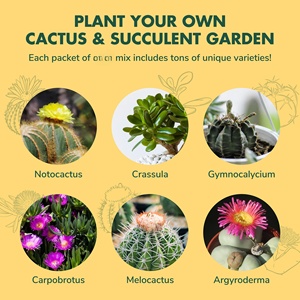 Kit di coltivazione fai da te all'ingrosso per la coltivazione di erbe regali di giardinaggio personalizzati Mini Kit da giardino al coperto <span class=keywords><strong>Cactus</strong></span> e piante succulente - Product Image 5
