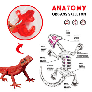 Jouet éducatif d'animaux dissectionnés, Jouets STEM, Kit de laboratoire scientifique éducatif pour la dissection de chauves-souris, Jouets de slime d'animaux simulés dissectionnés - Product Image 5