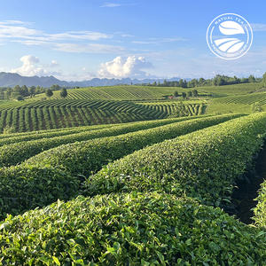 Té Verde Clqq 1043 Halal Orgánico Premium Tender Shoot, Té <span class=keywords><strong>Kife</strong></span> de Alta Calidad al por Mayor, 5g por Bolsa - Product Image 6