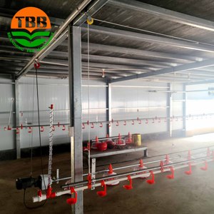 Equipo Moderno de Avicultura Totalmente Automático para la Cría de Pollos de Engorde, Gallinero/Casa de Pollos, Comederos Eficientes para Aves de Corral - Product Image 6