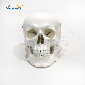 Modelo de cráneo adulto natural, tres partes desmontables, modelo de demostración para enseñanza ortopédica - Product Image 1