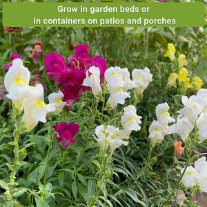 Confezioni di Semi Biologici Non-OGM di Varietà Tradizionali per Fiori Primaverili e Autunnali: Pansie, Violette, Lupini da Giardino - Product Image 4