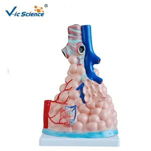 医学教育模型放大肺泡模型解剖人体解剖学教学工具