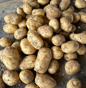 Nueva Cosecha de Patatas Frescas Chinas de Gran Tamaño con Tierra para Exportación - Product Image 1