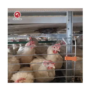 Batterie-Schicht Hühnerkäfig zu heißen Verkaufsbedingungen