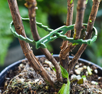 Attaches auto-bloquantes réglables en plastique pour plantes grimpantes, vignes, tomates et piquets de jardin