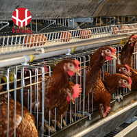 Cage à poules pondeuses de type A à 3 niveaux avec abreuvoir automatique à tétine, courroie de fumier OEM, collecte d'œufs, cage en batterie galvanisée pour volailles