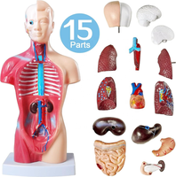 Modèle d'anatomie du corps humain de 28 cm avec 15 parties amovibles en PVC, modèle pédagogique pour étudiants