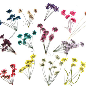 Offre Spéciale : Fleurs <span class=keywords><strong>de</strong></span> dentelle <span class=keywords><strong>de</strong></span> Queen Anne séchées et pressées, multi-têtes, pour résine époxy, bijoux, coques <span class=keywords><strong>de</strong></span> téléphone et artisanat - Product Image 4
