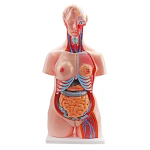 Biomedical teaching model 85CM 17 parts doublesex human anatomy scientific model /open back