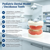 Modelo Dental Decíduo de 24 Dientes con Encías Blandas y Articulador FE para Entrenamiento en Odontología Pediátrica, con Certificaciones CE, ISO, ROHS y CNAS