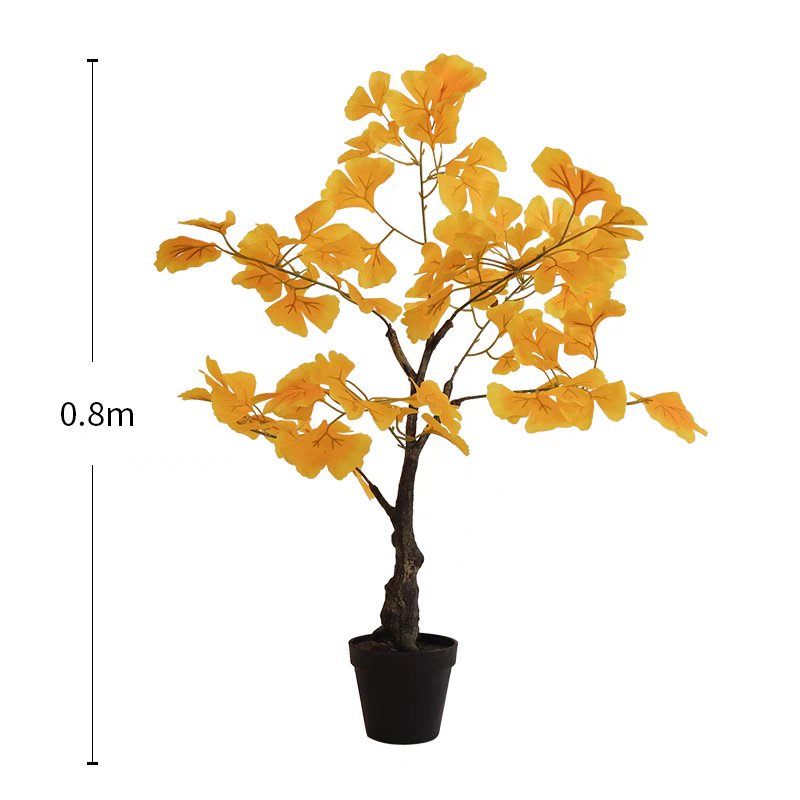 Arbre ginkgo de 80 cm, tige unique.