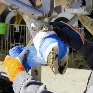 Bandages <span class=keywords><strong>auto</strong></span>-adhésifs non tissés pour pattes <span class=keywords><strong>de</strong></span> cheval, accessoires équestres, <span class=keywords><strong>bandage</strong></span> vétérinaire élastique cohésif pour chevaux - Product Image 4