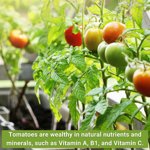 Collection de tomates classiques sans OGM Cherokee Purple Large Red Cherry Rutgers Roma <span class=keywords><strong>pour</strong></span> Semences de légumes à la maison - Product Image 4