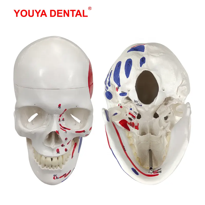 Modelo de enseñanza de cráneo, modelo de tamaño Real, esqueleto de cabeza de Anatomía Humana