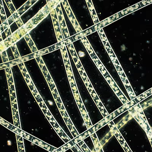 BestScope BS-2040FB(LED、TB) LEDイルミネーション蛍光生物顕微鏡 (子宮内視鏡検査用) - Product Image 5