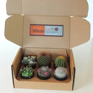 Embalaje corrugado de papel ecológico barato y personalizado, caja de envío de plantas vivas de cartón, embalaje de correo de entrega de plantas en maceta