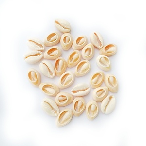 Gran oferta, 18-21mm, 16-19mm, concha <span class=keywords><strong>de</strong></span> cauri Natural, artesanía <span class=keywords><strong>de</strong></span> concha marina ovalada dorada para <span class=keywords><strong>hacer</strong></span> joyas DIY, accesorios <span class=keywords><strong>de</strong></span> playa - Product Image 3