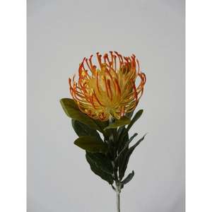 LEUCOSPERMUM SPRAY 67CM OR - Product Image 1