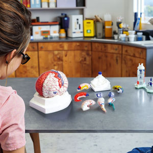 चिकित्सा विज्ञान स्कूल प्रशिक्षण के लिए मानव शरीर मस्तिष्क शारीरिक मॉडल चिकित्सा विज्ञान पीसी - Product Image 5