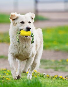 Di lusso per pappagallo lupo peluche strumento pulito pupazzo per cani giocattoli in legno dente primavera bottiglia Puzzle leone cibo bevanda - Product Image 6