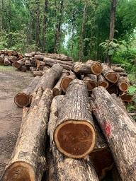 MADERA DE TECO SÓLIDA AMARILLA - Product Image 3