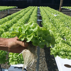 Sistema de Cultivo Vertical Hidropónico en PVC con Canales NFT para Lechuga, Invernadero Pequeño de Plástico, Superventas - Product Image 5