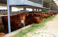 Structure en acier préfabriquée pour ferme, poulailler, hangar à vaches équipé d'un équipement de ventilation efficace