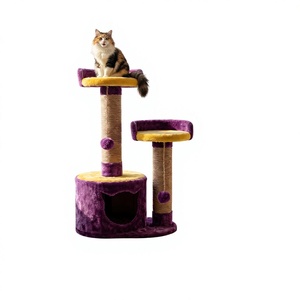 ต้นไม้แมวสีม่วง Amistar Purple Dream - Product Image 1