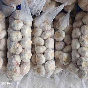 Suministro al por mayor <span class=keywords><strong>de</strong></span> <span class=keywords><strong>semillas</strong></span> <span class=keywords><strong>de</strong></span> ajo fresco <span class=keywords><strong>de</strong></span> China, incluyendo variedades rojas, moradas, normales y blancas, <span class=keywords><strong>de</strong></span> 5.5 cm, <span class=keywords><strong>de</strong></span> Shandong, listas para comer, almacenadas en frío. - Product Image 2