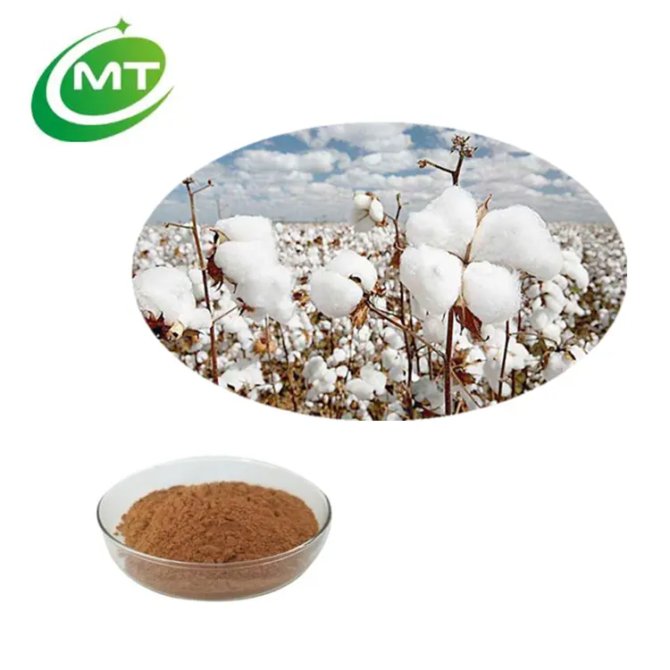 Polvere di estratto di semi di cotone 10:1 biologico della migliore qualità