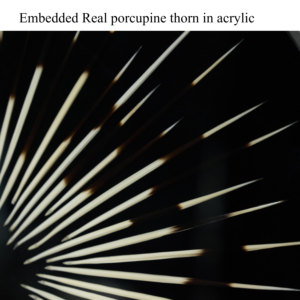 NEWKNG dekorasi patung seni dinding spesimen tulang hewan alami kustom, hitam, akrilik (tidak Resin murah), kualitas terbaik - Product Image 6