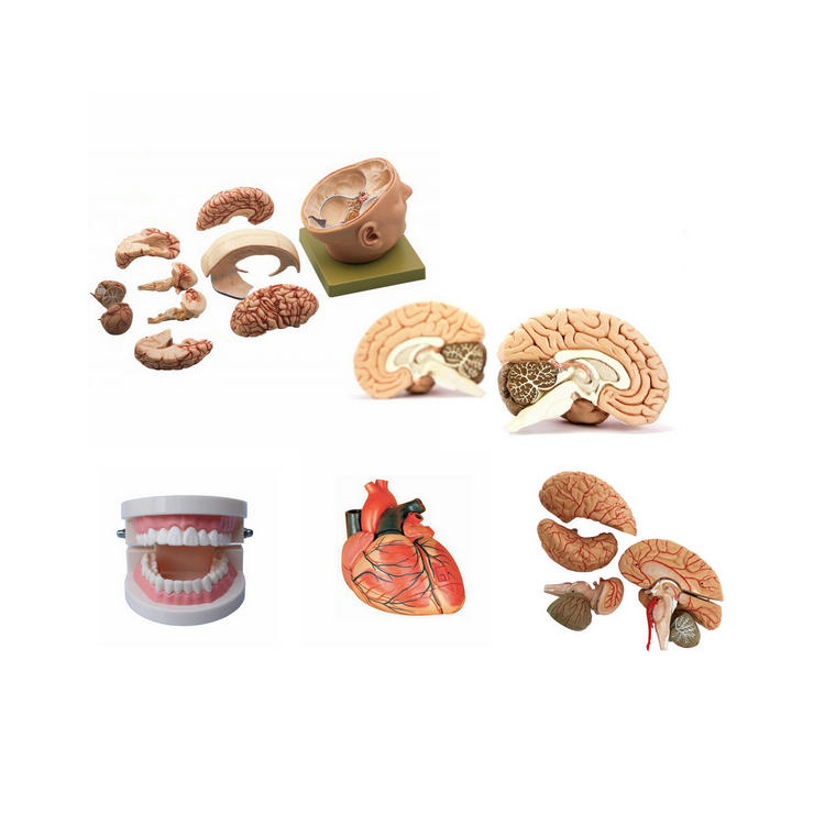 Модель скелета для медицинских целей, анатомия сердца, человеческий мозг, медицинская обучающая модель для обучения