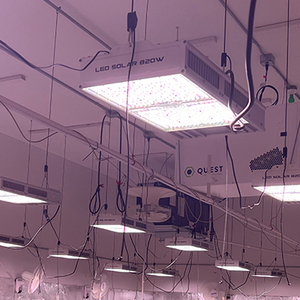 Lampe <span class=keywords><strong>de</strong></span> <span class=keywords><strong>culture</strong></span> LED 820W pour serre, option supérieure, remplacement 1:1 HPS, spectre complet, pour salle <span class=keywords><strong>de</strong></span> <span class=keywords><strong>culture</strong></span> commerciale - Product Image 1