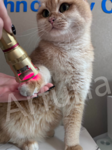 Dispositif vétérinaire <span class=keywords><strong>laser</strong></span> de thérapie <span class=keywords><strong>laser</strong></span> de bas niveau Arfurla pour appareil de physiothérapie pour animaux de compagnie à usage vétérinaire - Product Image 5