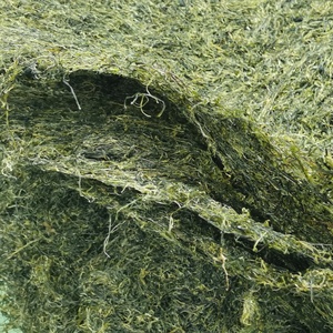 Natural Organic <strong>Dried</strong> <strong>Seaweed</strong> Slice Dry Goma Wakame <strong>Seaweed</strong> for <strong>Soups</strong> and Salads