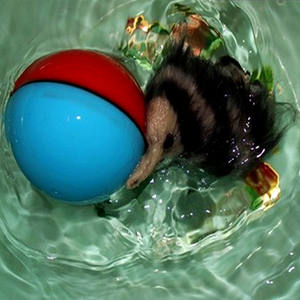 Kedi interaktif oyuncaklar simülasyon hayvan elektrikli oyuncak pil işletilen Castor Fiber topu kedi peluş oyuncak Pet interaktif ürünler - Product Image 3