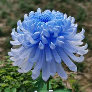 Origine des fleurs de chrysanthèmes vibrantes, idéales pour la décoration des jardins et des cours, et la décoration extérieure - Product Image 4