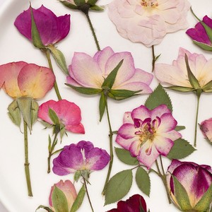 500 pièces/paquet de <span class=keywords><strong>roses</strong></span> avec tige, fleurs naturelles artisanales, réalistes, pour projets d'art en résine, cadres photo - Product Image 3