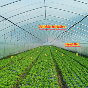 Invernadero de Túnel de Plástico Agrícola y Comercial de 8x30 Metros <span class=keywords><strong>para</strong></span> Cultivo de Vegetales, Tomates, Rosas y Lechugas - Product Image 6