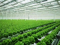 Grote multi-span klimaatkamer voor de teelt van groenten, bloemen en fruit met automatische irrigatie