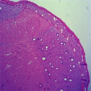 Vetrini preparati per microscopio da 50 pezzi vetrini didattici per parassitologia vetrini per parassitologia animali campioni misti con certificazione ISO - Product Image 5