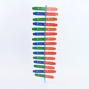 DNA Mô hình cấu trúc xoắn kép bảng nhà sản xuất giáo dục cho học sinh mẫu giáo Tiểu học dạy gen di truyền - Product Image 4