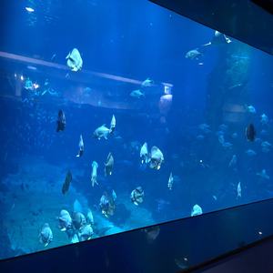 <span class=keywords><strong>Aquarium</strong></span> <span class=keywords><strong>mural</strong></span> en acrylique, fournisseurs d'<span class=keywords><strong>aquarium</strong></span> à poissons, verre à l'intérieur du mur d'<span class=keywords><strong>aquarium</strong></span> à poissons - Product Image 5