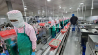 Machine de production continue en acier inoxydable 316 pour l'épluchage et le déveinage des crevettes rouges argentinies Vannamei et des crevettes roses