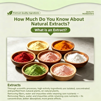 Extrait de cerise acidulée 25% VC, complément alimentaire pur, poudre antioxydante, emballage en fût de 1 kg