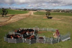 Rampa de Carga para Ganado Galvanizada de Alta Calidad y Durabilidad en Oferta, Paneles y Puerta para Corrales de Ganado para la Construcción de un Corral - Product Image 6