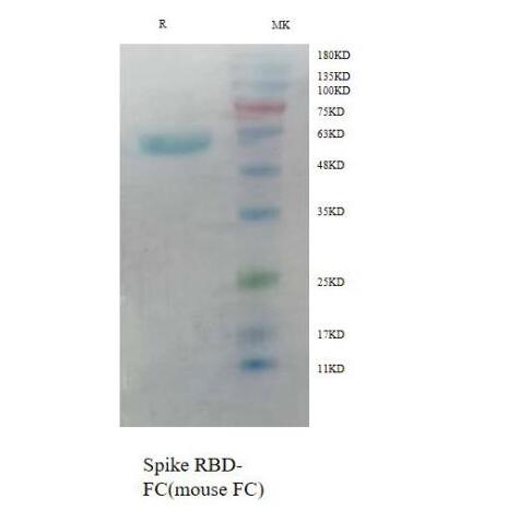 Эпидемический белок 2020 (RBD, mouseFc Tag)