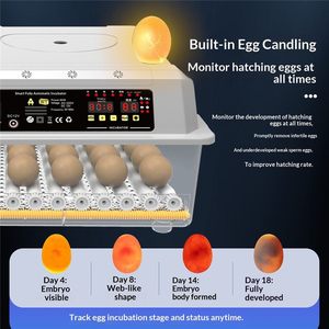 Máquina Automática de Cría de Aves de Corral con Ahorro de Energía, Incubadora de <span class=keywords><strong>Huevos</strong></span> de Alta Precisión con una Tasa de Incubación del 98% para Incubar de 6 a 230 <span class=keywords><strong>Huevos</strong></span> de <span class=keywords><strong>Gallina</strong></span> - Product Image 3